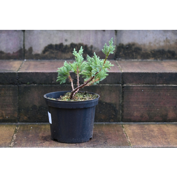 Jalowiec łuskowy Holger - Juniperus squamata 0004