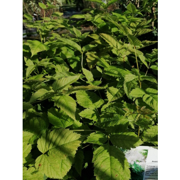 Parzydło leśne - Aruncus dioicus (sylvestris)