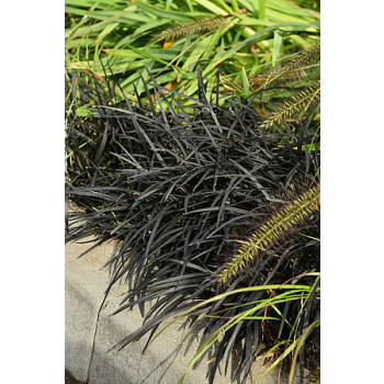 Konwalnik płaskopędowy Nigrescens - Ophiopogon planiscapus Nigrescens