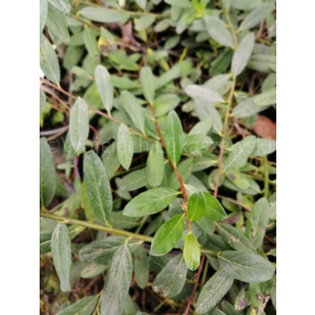 Wierzba Moorei-Salix x grahamii