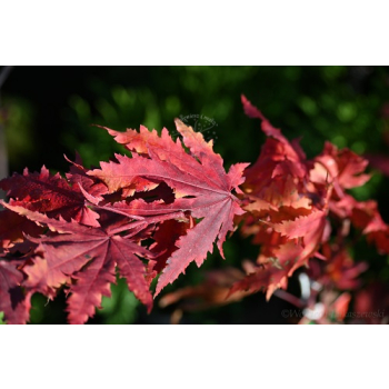 Klon ussuryjski - Acer pseudosieboldianum