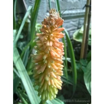 Trytoma groniasta-Kniphofia