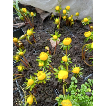 Rannik cylicyjski - Eranthis cilicica Rannik cylicyjski - Eranthis cilicica
