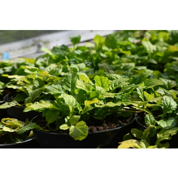Dąbrówka rozłogowa Gold Chang - Ajuga reptans
