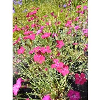 Goździk siny-Dianthus gratianopolitanus