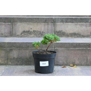 Jałowiec rozesłany Nana - Juniperus procumbens 0020