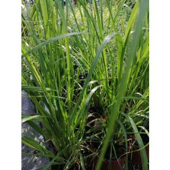 Trawa pampasowa Pink Feather - Cortaderia selloana