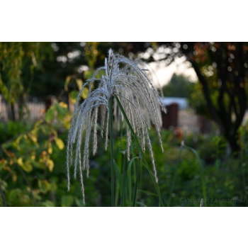 Miskant chiński Memory - Miscanthus sinensis