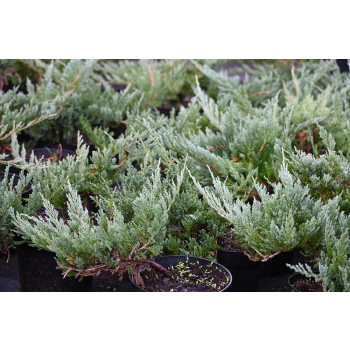 Jałowiec płożący Blue Chip - Juniperus horizontalis