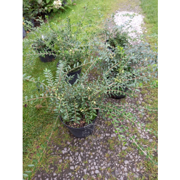 Suchodrzew mirtolistny-Lonicera nitida