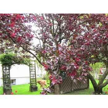 Jabłoń purpurowa-Malus purpurea