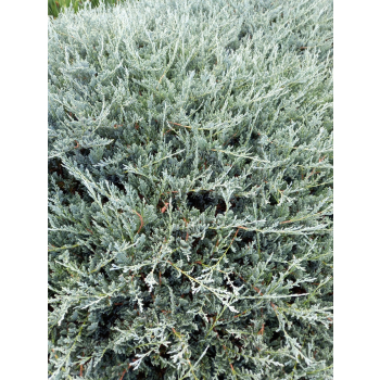Jałowiec płożący Blue Chip - Juniperus horizontalis