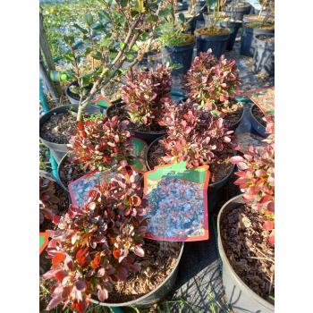 Berberys Thunberga Bagatelle-Berberis thunbergii