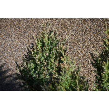 Jałowiec chiński Stricta - Juniperus chinensis