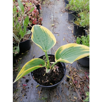 Funkia First Frost - Hosta