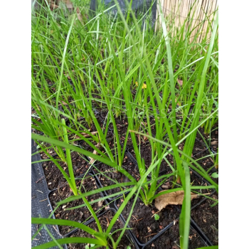 Trytoma groniasta-Kniphofia