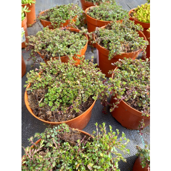 Macierzanka piaskowa Magic Carpet - Thymus serpyllum