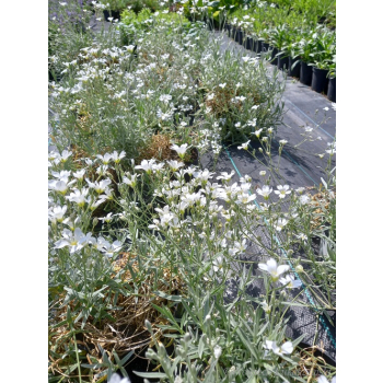 Rogownica kutnerowata-Cerastium bibersteinii