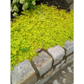 Tojeść rozesłana Goldilocks-Lysimachia nummularia