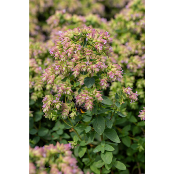 Oregano Dingle Fairy - Origanum vulgare