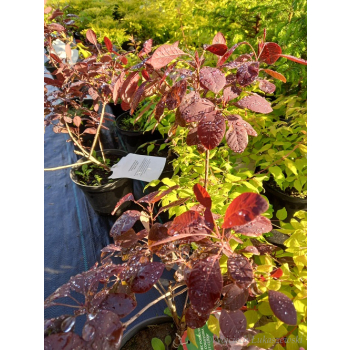 Perukowiec podolski Velvet Cloak-Cotinus coggygria