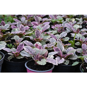 Dąbrówka rozłogowa Burgundy Glow - Ajuga reptans