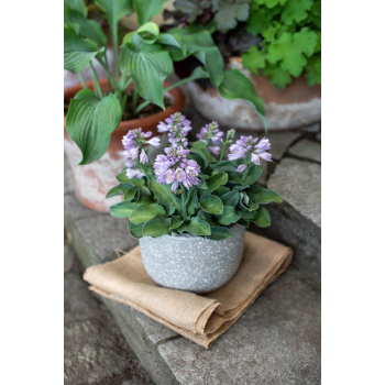 Funkia Blue Mouse Ears - Hosta hybrid