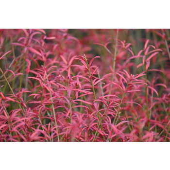 Trzmielina karłowa - Euonymus nanus var.turkestanicus