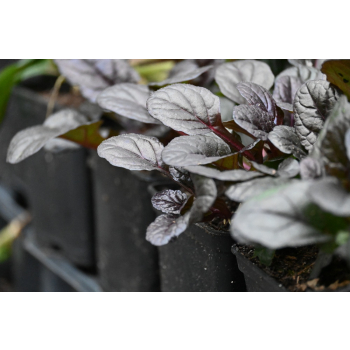 Dąbrówka rozesłana Mahogany - Ajuga reptans