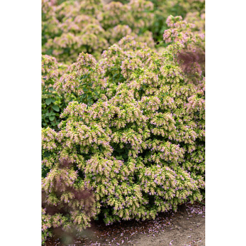 Oregano Dingle Fairy - Origanum vulgare