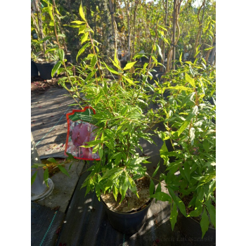 Trzmielina oskrzydlona Blade Runner-Euonymus alatus