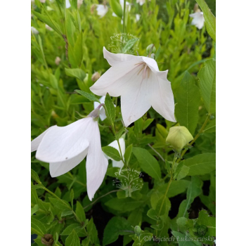 Platykodon różowy-Platycodon grandiflorus