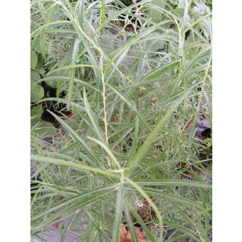 Wierzba płożąca Rosmarnifolia - Salix repens