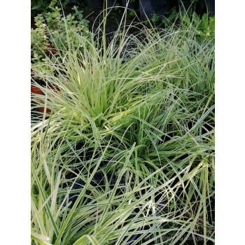 Turzyca oszimska K2 - Carex oshimensis