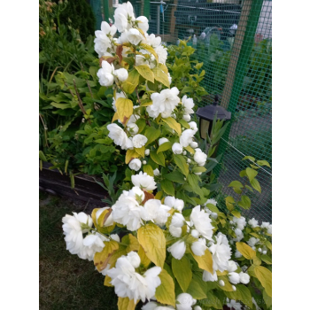 Jaśminowiec Yellow Hill-Philadelphus