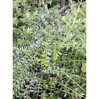 Suchodrzew mirtolistny-Lonicera nitida
