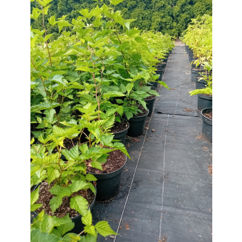 Malina okazała Olympic Double - Rubus spectabilis