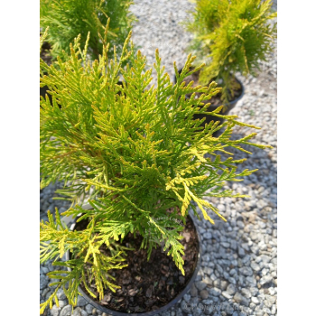 Żywotnik zachodni Golden Globe-Thuja occidentalis