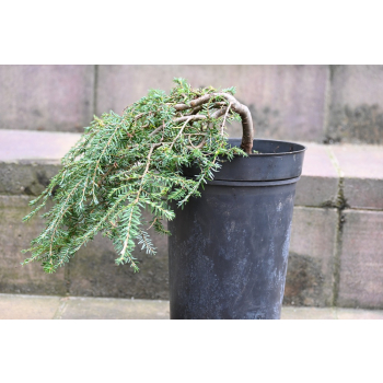Choina kanadyjska Cole's Prostrate -Tsuga canadensis 0003