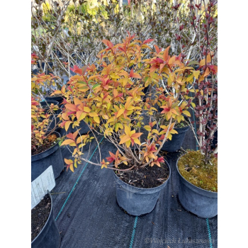 Tawuła japońska Goldflame - Spiraea japonica