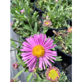 Aster alpejski różowy-Aster alpinus