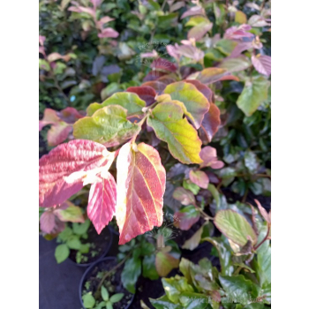 Parocja perska Burgundy-Parrotia persica