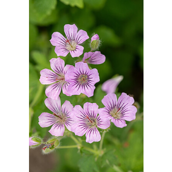 Bodziszek Karen Wouters - Geranium hybrida