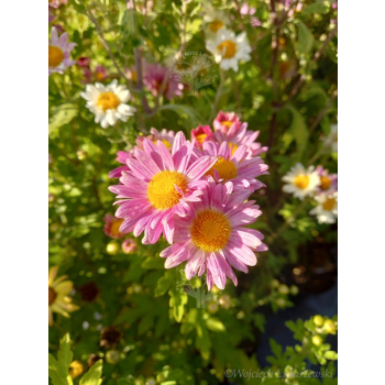 Złocień ogrodowy - Chrysanthemum indicum (hortorum)
