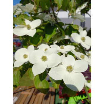 Dereń kousa-Cornus kousa var. chinensis