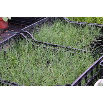 Kostrzewa sina Blue Select - Festuca glauca