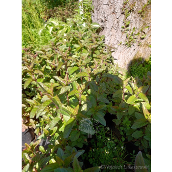 Mięta żabia-Mentha aquatica