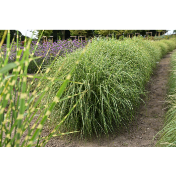Miskant chinski Little Zebra - Miscanthus sinensis