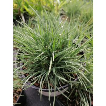Strzęplica sina - Koeleria glauca