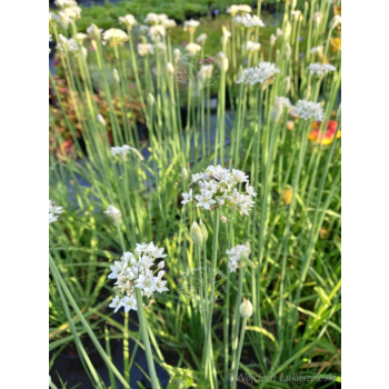 Szczypior czosnkowy - Allium tuberosum